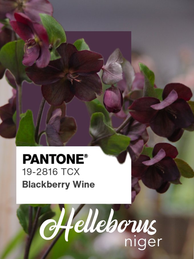 Fleurs de janvier photo 5